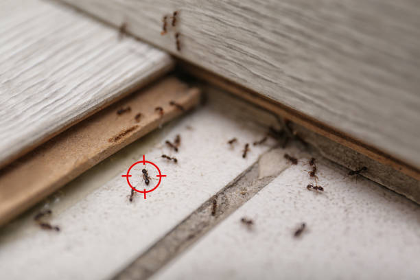 Reliable Coosada, AL Pest Control Solutions